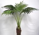 Fountain Palm